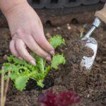 découvrez les meilleures techniques de plantation de légumes pour un jardin florissant. apprenez à choisir les variétés adaptées, à préparer le sol et à optimiser la croissance de vos plantes tout au long de la saison.