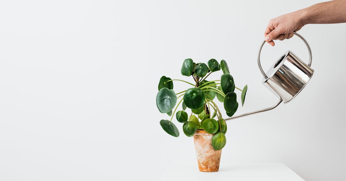 découvrez notre gamme d'arrosoirs élégants et pratiques, conçus pour faciliter l'arrosage de vos plantes tout en ajoutant une touche de style à votre jardin ou balcon. profitez de la qualité et du design pour un entretien des plantes simplifié.