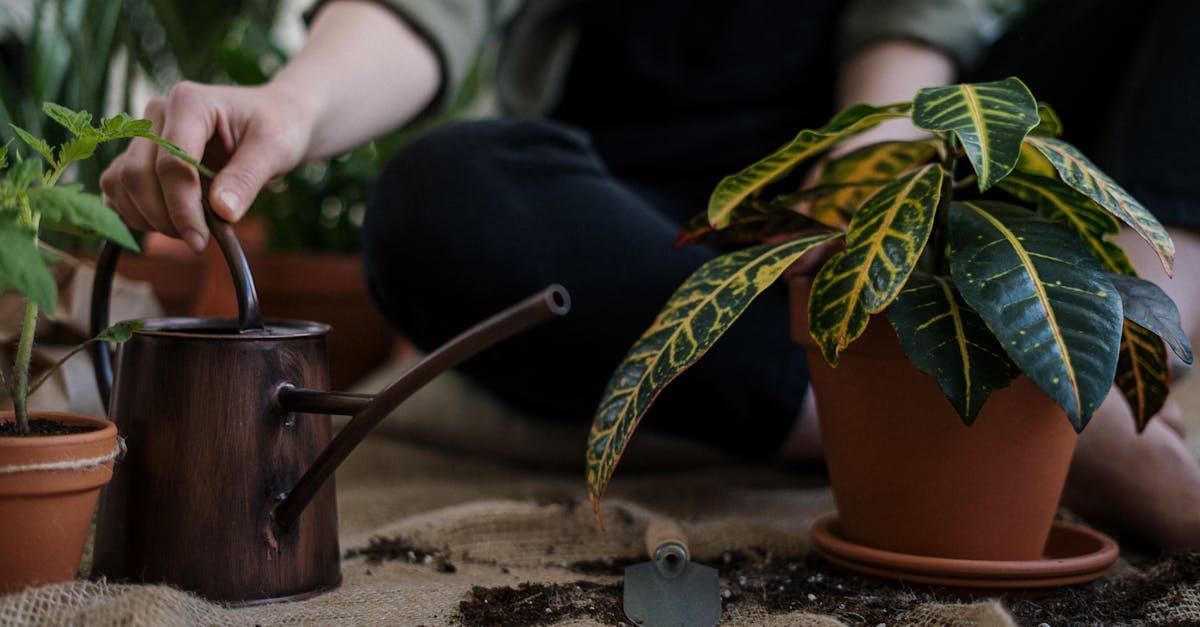 découvrez notre collection d'arrosoirs élégants et pratiques, parfaits pour chouchouter vos plantes tout en ajoutant une touche déco à votre jardin. idéals pour un arrosage précis et efficace, nos arrosoirs combinent design et fonctionnalité.