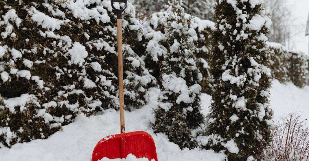 découvrez les astuces et techniques pour le jardinage d'hiver, et apprenez à cultiver vos plantes même pendant la saison froide. maximisez votre espace vert avec des conseils adaptés aux conditions hivernales.