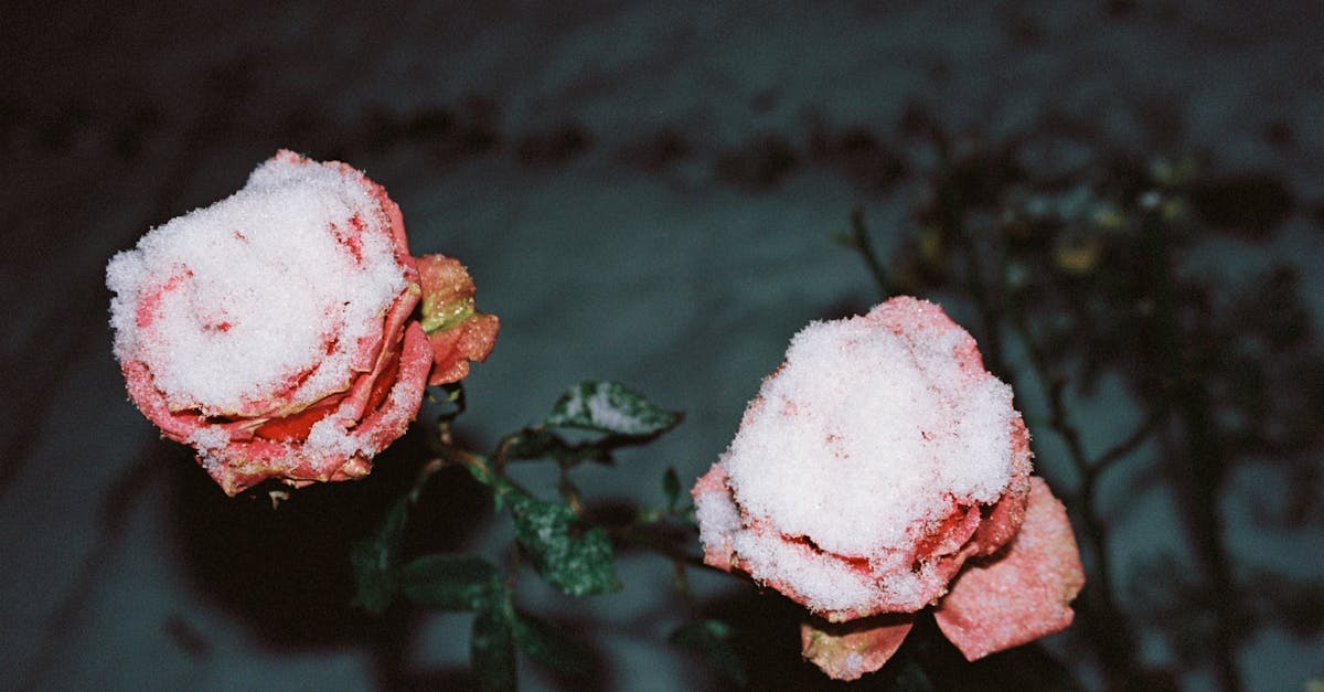 découvrez les secrets du jardinage d'hiver : astuces pour protéger vos plantes, choisir les bonnes cultures saisonnières et créer un espace florissant même pendant les mois froids.