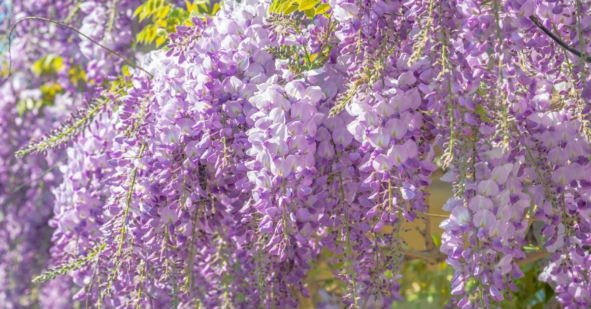 découvrez la beauté envoûtante de la glycine, une plante grimpante aux fleurs spectaculaires. apprenez à cultiver et entretenir cette magnifique plante pour embellir vos jardins et terrasses.