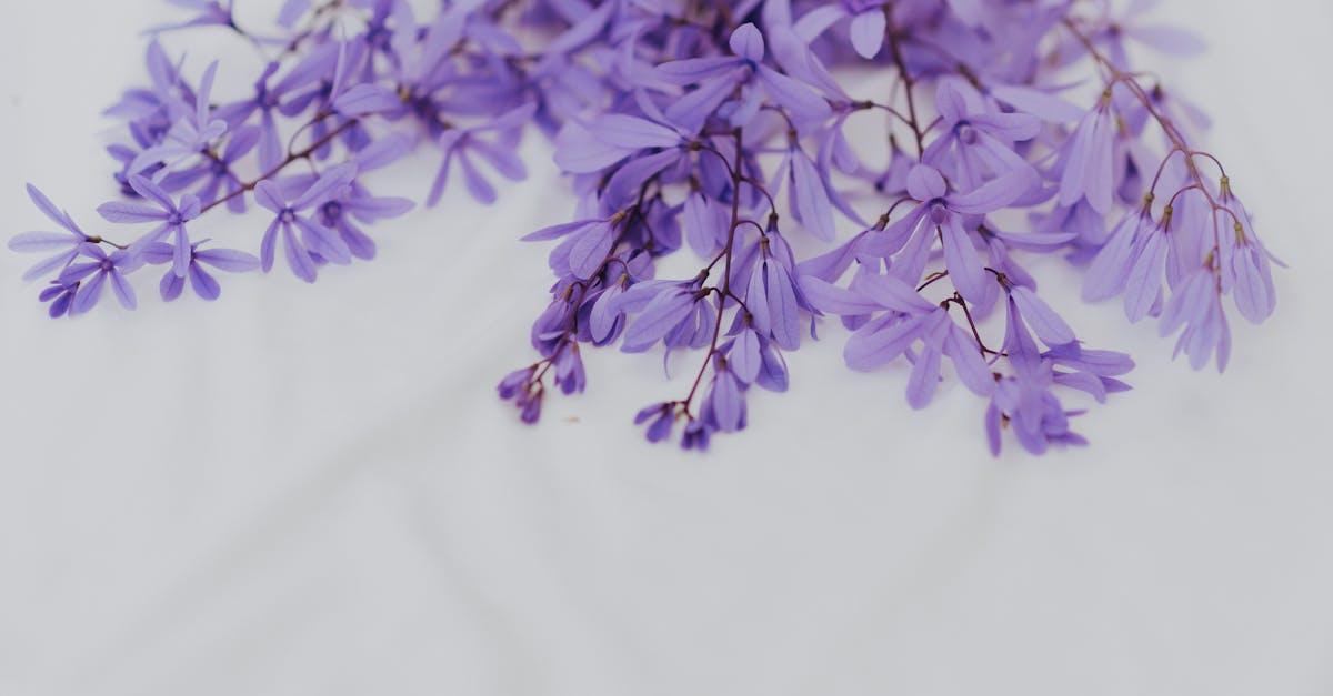 découvrez la beauté envoûtante des glycines, des plantes grimpantes élégantes qui ajoutent une touche de magie à votre jardin. apprenez à cultiver et entretenir ces fleurs spectaculaires aux grappes parfumées et colorées, qui illuminent les espaces extérieurs au printemps.