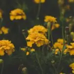 Douze variétés de fleurs jaunes qui égayeront chaque saison découvrez la beauté des fleurs jaunes, symboles de joie et d'amitié. explorez une variété de ces magnifiques fleurs qui égayeront votre jardin et apporteront une touche de soleil à votre décoration intérieure.