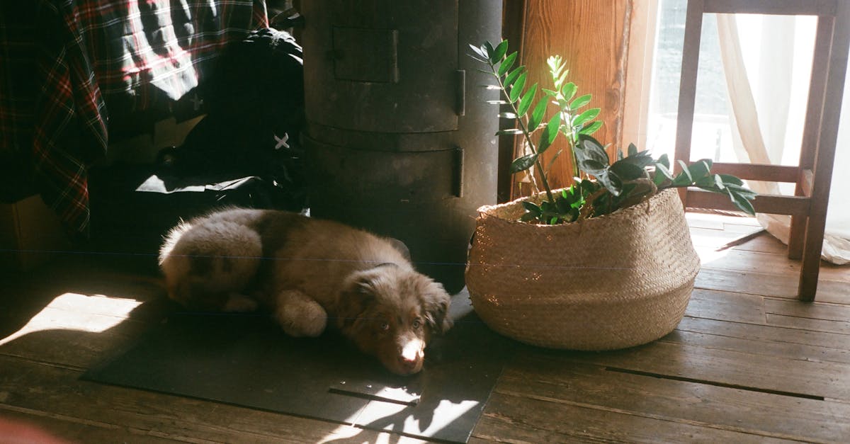 découvrez le zamioculcas, une plante d'intérieur tendance, facile d'entretien et idéale pour tous les amateurs de verdure. apprenez à l cuidar et à profiter de ses feuilles brillantes et sa résistance face aux conditions lumineuses variées.