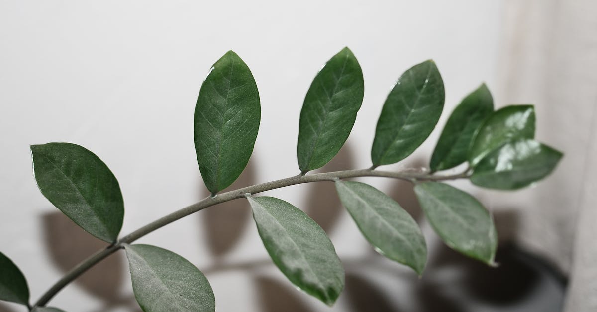 découvrez le zamioculcas, cette plante d'intérieur tendance et robuste, idéale pour ajouter une touche de verdure à votre espace. apprenez comment l'entretenir facilement et profitez de ses bienfaits esthétiques et purificateurs d'air.