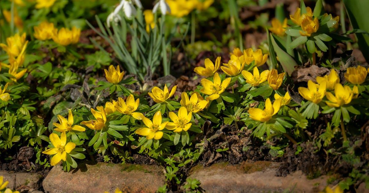découvrez l’aconite, une plante aux propriétés médicinales et toxiques. apprenez à l’identifier, ses utilisations en phytothérapie et les précautions à prendre lors de son utilisation.