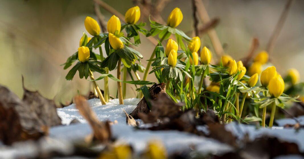découvrez l'aconite, une plante toxique connue pour ses propriétés médicinales et son histoire fascinante. apprenez à la reconnaître, ses dangers et ses utilisations en phytothérapie.