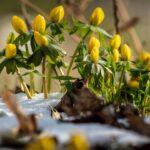 L'aconit-tue-loup : guide de culture et d'entretien découvrez l'aconite, une plante toxique connue pour ses propriétés médicinales et son histoire fascinante. apprenez à la reconnaître, ses dangers et ses utilisations en phytothérapie.
