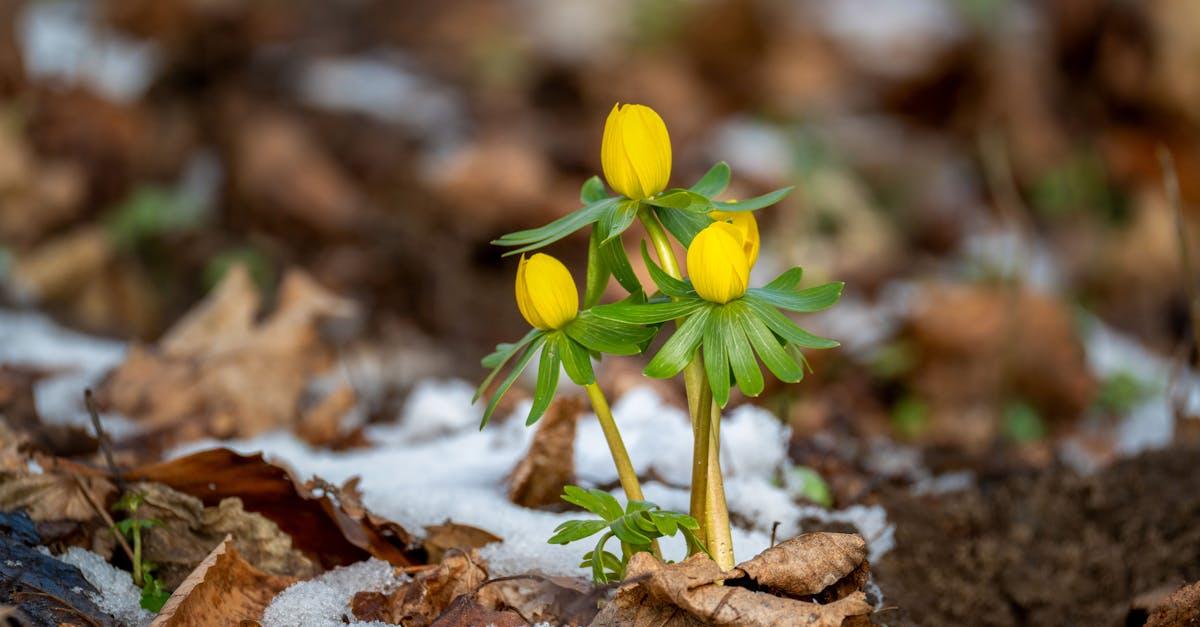 découvrez l’aconite, une plante médicinale aux propriétés puissantes mais toxiques. apprenez à la reconnaître, ses usages traditionnels et les précautions essentielles à respecter.