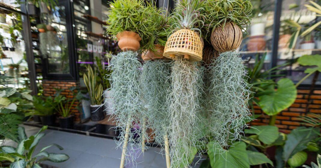 découvrez les plantes aériennes, ces merveilleuses plantes sans terre qui apportent une touche d'exotisme à votre intérieur. faciles à entretenir et élégantes, elles sont idéales pour sublimer votre décoration tout en purifiant l'air. apprenez à les cultiver et à les intégrer dans votre maison.