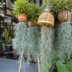Tillandsias : découvrir des plantes aériennes sans terre ni racines découvrez les plantes aériennes, ces merveilleuses plantes sans terre qui apportent une touche d'exotisme à votre intérieur. faciles à entretenir et élégantes, elles sont idéales pour sublimer votre décoration tout en purifiant l'air. apprenez à les cultiver et à les intégrer dans votre maison.