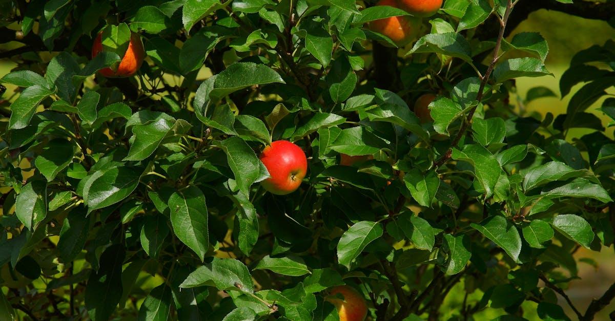 découvrez les meilleures pratiques pour planter des pommiers et garantir une récolte abondante. apprenez les techniques de préparation du sol, le choix des variétés adaptées et les soins à apporter à votre arbre fruitier.
