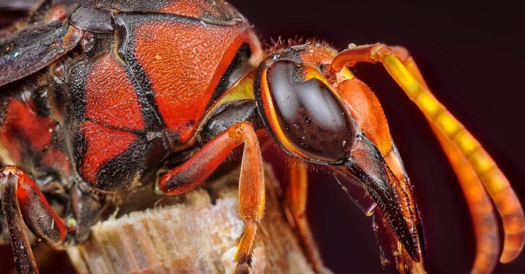 découvrez tout ce qu'il faut savoir sur le frelon asiatique : identification, dangers, méthodes de prévention et conseils pour protéger votre environnement contre cette espèce invasive.