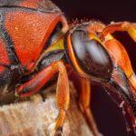 Identifier et combattre efficacement le frelon asiatique découvrez tout ce qu'il faut savoir sur le frelon asiatique : identification, dangers, méthodes de prévention et conseils pour protéger votre environnement contre cette espèce invasive.