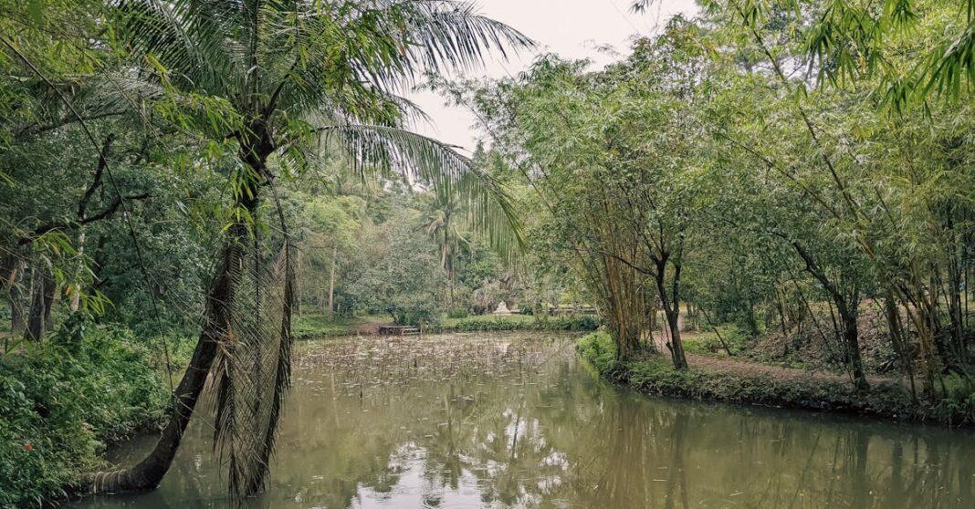 découvrez l'art de la taille du bambou pour favoriser sa croissance et sa santé. apprenez les techniques essentielles pour entretenir vos plantations et maximiser l'esthétique de votre jardin tout en préservant la robustesse de cette plante remarquable.