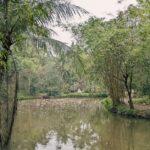 Guide pratique pour tailler le bambou en trois étapes simples découvrez l'art de la taille du bambou pour favoriser sa croissance et sa santé. apprenez les techniques essentielles pour entretenir vos plantations et maximiser l'esthétique de votre jardin tout en préservant la robustesse de cette plante remarquable.