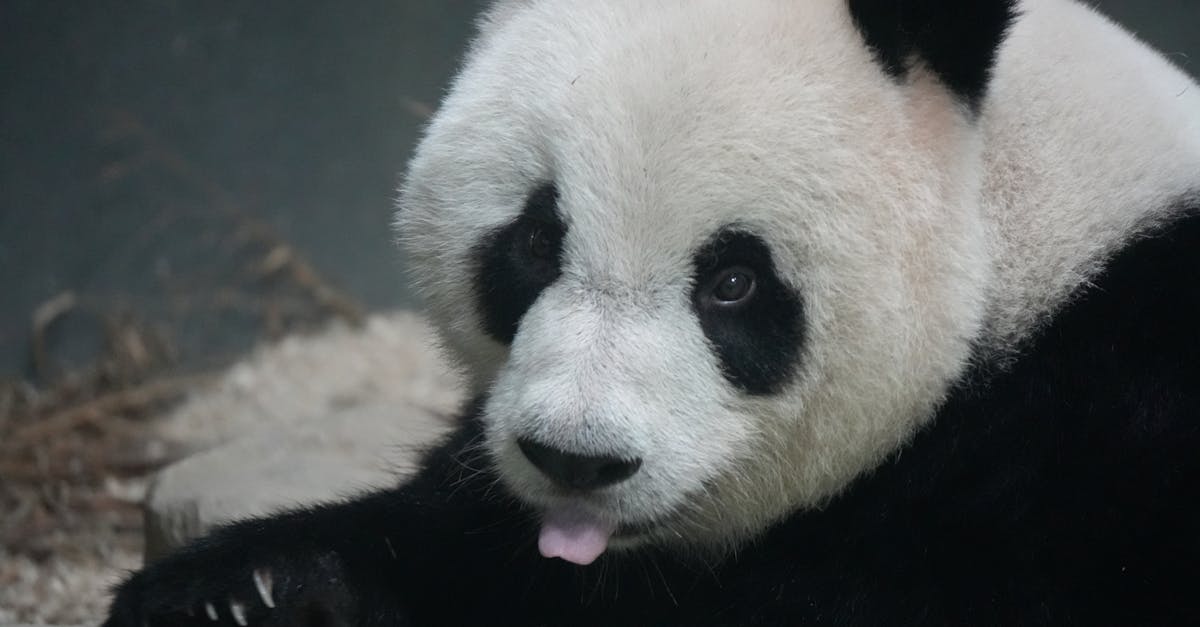 découvrez les meilleures techniques de taille du bambou pour favoriser une croissance saine et esthétique de vos plantes. apprenez à entretenir votre jardin et à contrôler la propagation de cette végétation originale.