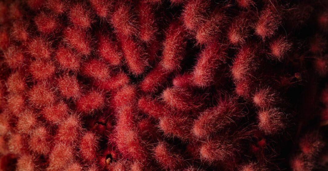 découvrez le banksia, une plante originaire d’australie reconnue pour ses fleurs spectaculaires et sa grande résistance. apprenez-en plus sur sa culture, ses variétés et ses utilisations en jardinage.