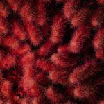 découvrez le rosier de Banks : guide pratique découvrez le banksia, une plante originaire d’australie reconnue pour ses fleurs spectaculaires et sa grande résistance. apprenez-en plus sur sa culture, ses variétés et ses utilisations en jardinage.