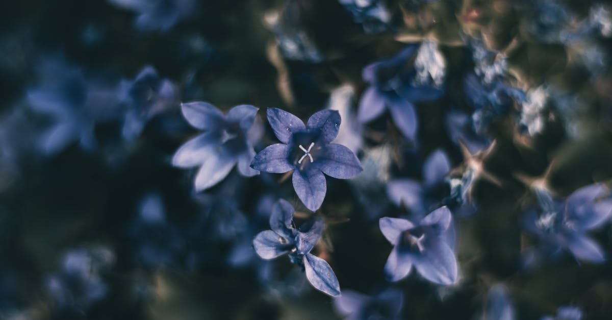 découvrez les clochettes, fleurs délicates et colorées qui ajoutent une touche de charme à vos jardins. apprenez tout sur leur culture, variétés et entretien pour en profiter pleinement.