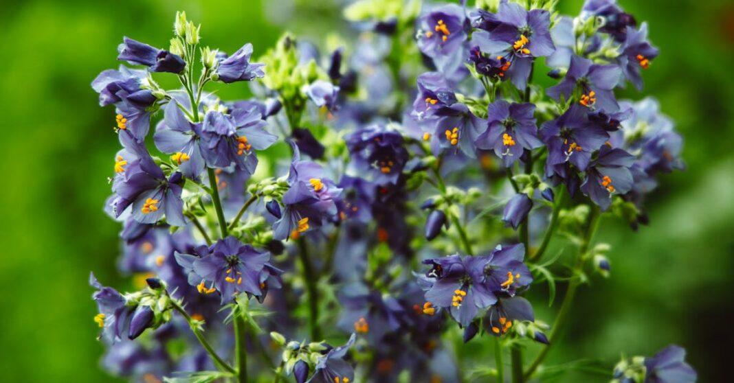 découvrez les clochettes, des fleurs délicates et envoûtantes qui ajoutent une touche de magie à votre jardin. apprenez à les cultiver et à les entretenir pour profiter de leur beauté au fil des saisons.