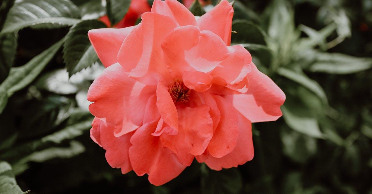 découvrez la beauté des cloches de la vallée, des fleurs élégantes et délicates qui apportent une touche de charme à votre jardin. apprenez à les cultiver et à en prendre soin pour sublimer votre espace extérieur.