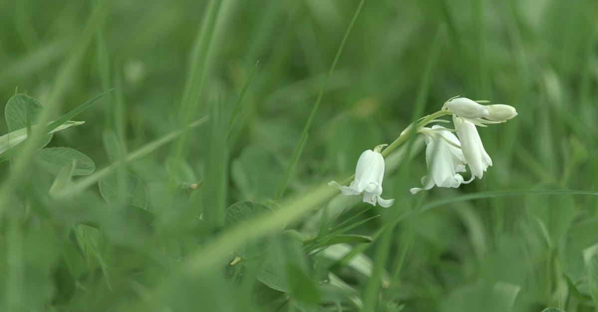 découvrez la beauté des clochettes, également connues sous le nom de bellflowers. explorez leurs variétés, leurs caractéristiques et comment les intégrer dans votre jardin pour une touche de couleur et de charme.