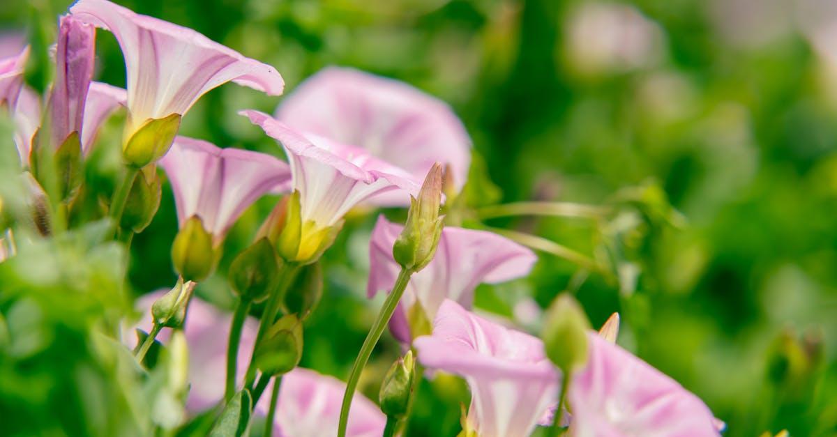 découvrez les caractéristiques fascinantes du liseron, une plante grimpante souvent considérée comme une mauvaise herbe. apprenez comment elle s'invite dans nos jardins, ses impacts sur les cultures, et des conseils pour la contrôler efficacement.
