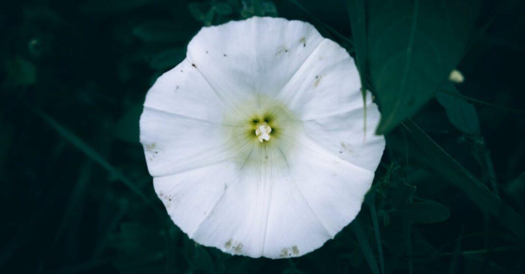 découvrez tout sur le liseron, une plante grimpante aux fleurs délicates. apprenez à connaître ses caractéristiques, ses variétés, et comment la contrôler dans votre jardin.