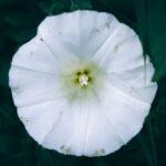 Découvrez et apprenez à contrôler le liseron découvrez tout sur le liseron, une plante grimpante aux fleurs délicates. apprenez à connaître ses caractéristiques, ses variétés, et comment la contrôler dans votre jardin.