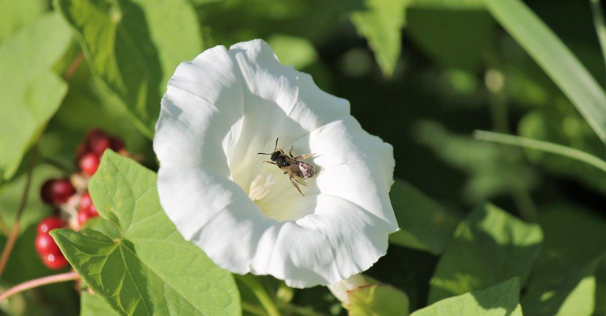 découvrez les caractéristiques fascinantes du liseron, une plante grimpante aux magnifiques fleurs. apprenez-en davantage sur ses habitats, ses usages en jardinage et les méthodes pour contrôler sa prolifération.