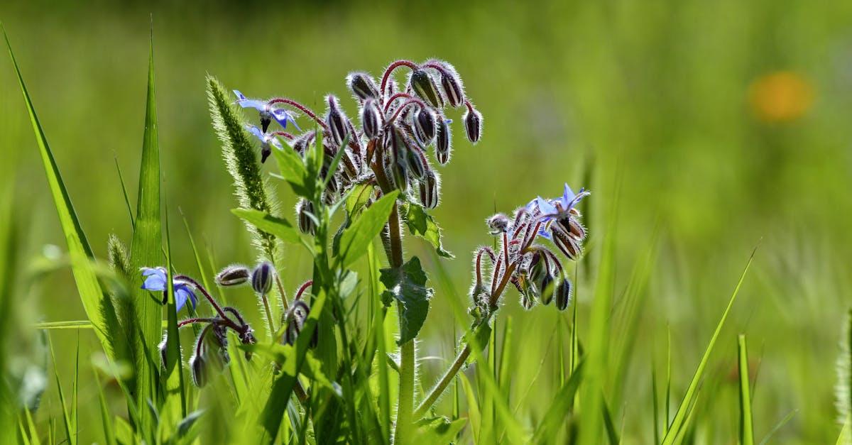 découvrez les bienfaits et utilisations de la bourrache, plante médicinale riche en oméga-6. apprenez à l'utiliser en cuisine et pour votre bien-être au quotidien.