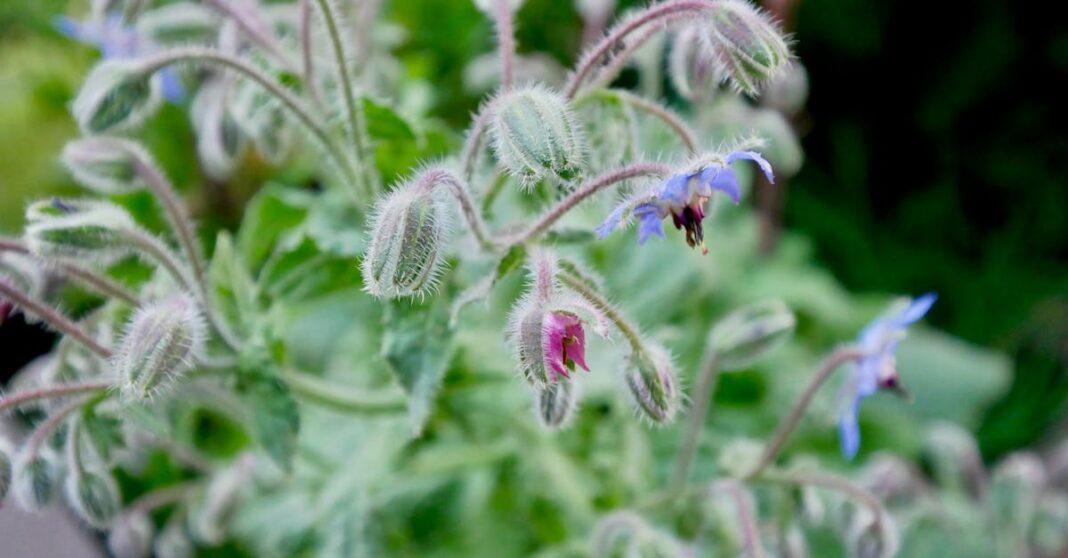 découvrez les bienfaits de la bourrache, une plante aux vertus multiples pour la santé et la beauté. conseils d'utilisation, propriétés et astuces pour profiter pleinement de la borage.