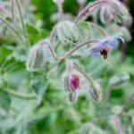 La bourrache : une belle fleur bleue au goût savoureux découvrez les bienfaits de la bourrache, une plante aux vertus multiples pour la santé et la beauté. conseils d'utilisation, propriétés et astuces pour profiter pleinement de la borage.