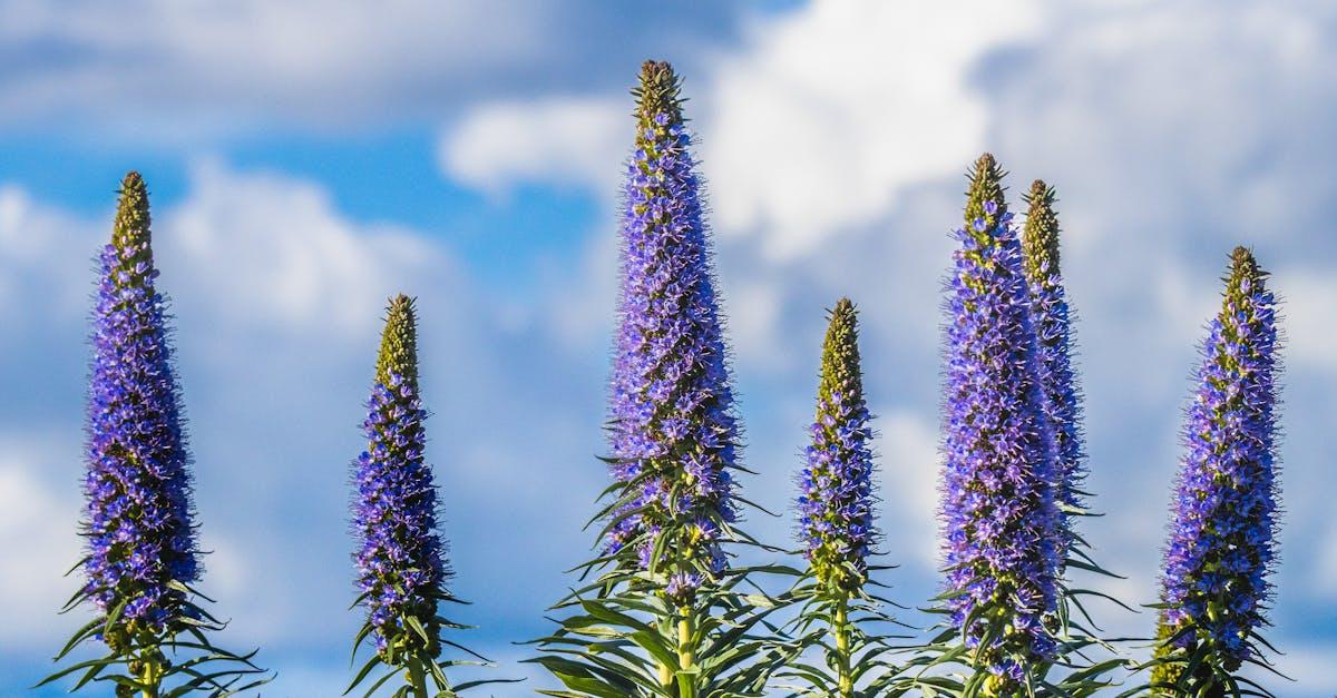 découvrez la bourrache, une plante aux nombreux bienfaits. utilisée en cuisine et en phytothérapie, la borage renforce la peau, soutient le système immunitaire et régale par ses fleurs comestibles.