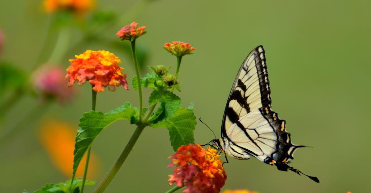 découvrez l'univers fascinant des papillons : leur symbolique, leurs différentes espèces, leurs couleurs éclatantes et leur rôle essentiel dans la biodiversité.