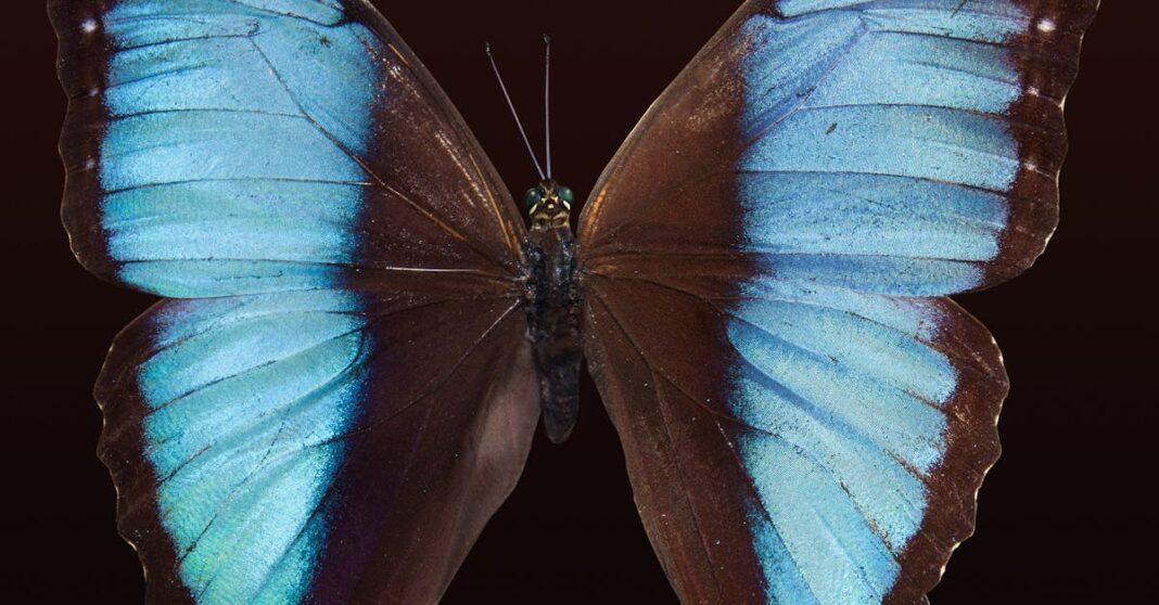 découvrez tout sur le butterfly : ses caractéristiques, son cycle de vie, ses différentes espèces et son importance dans la biodiversité. un guide complet pour les passionnés de papillons !