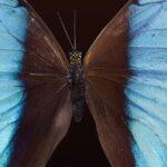 Le citron : un surprenant papillon capable de naviguer même par temps frais découvrez tout sur le butterfly : ses caractéristiques, son cycle de vie, ses différentes espèces et son importance dans la biodiversité. un guide complet pour les passionnés de papillons !