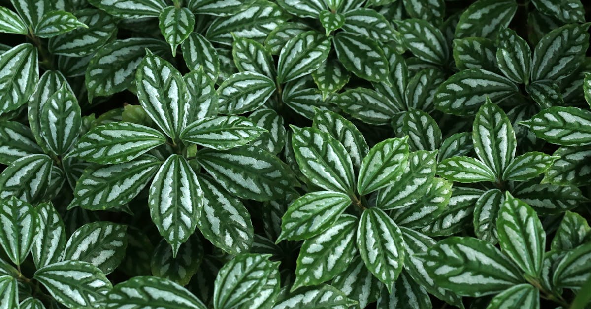 découvrez tous les conseils pour l'entretien de la calathea : arrosage, lumière, humidité et astuces pour garder votre plante tropicale en pleine santé toute l'année.