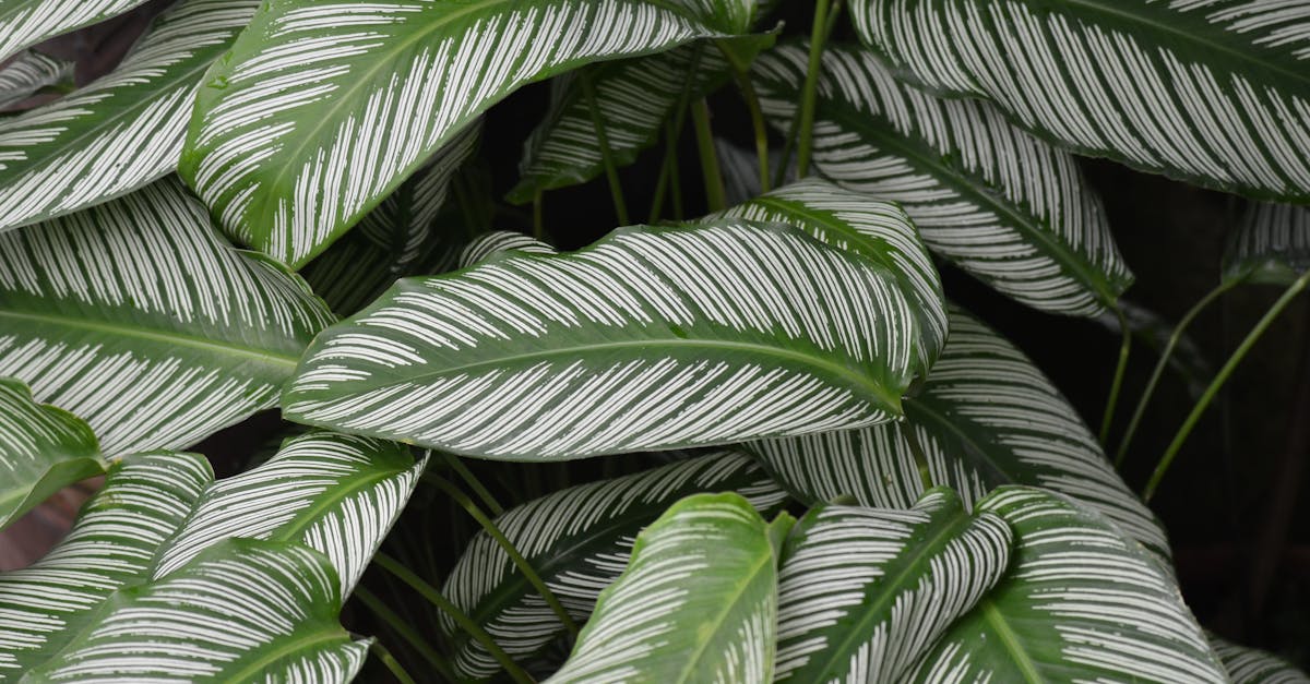 découvrez tous nos conseils pour l’entretien du calathea : arrosage, luminosité, température, rempotage et astuces pour une plante saine et éclatante.