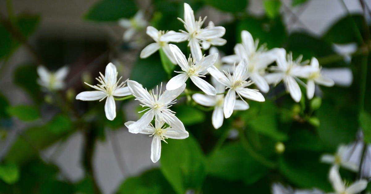 découvrez la clématite, une plante grimpante élégante reconnue pour ses magnifiques fleurs colorées. conseils de culture, variétés et astuces d’entretien pour un jardin fleuri toute l’année.
