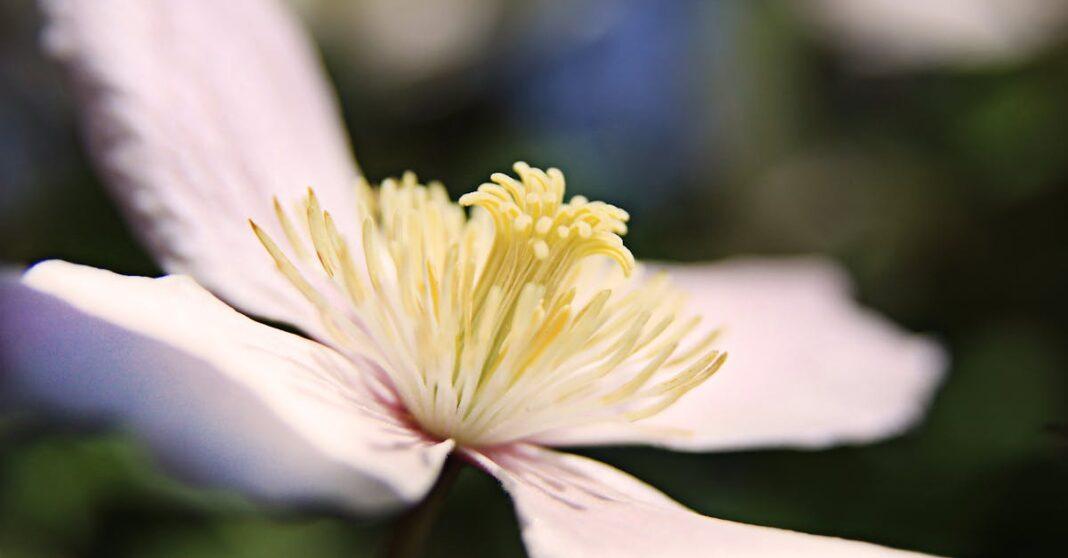 découvrez tout sur la clématite : conseils de plantation, entretien, variétés fleuries et astuces pour réussir la culture de cette plante grimpante élégante au jardin.