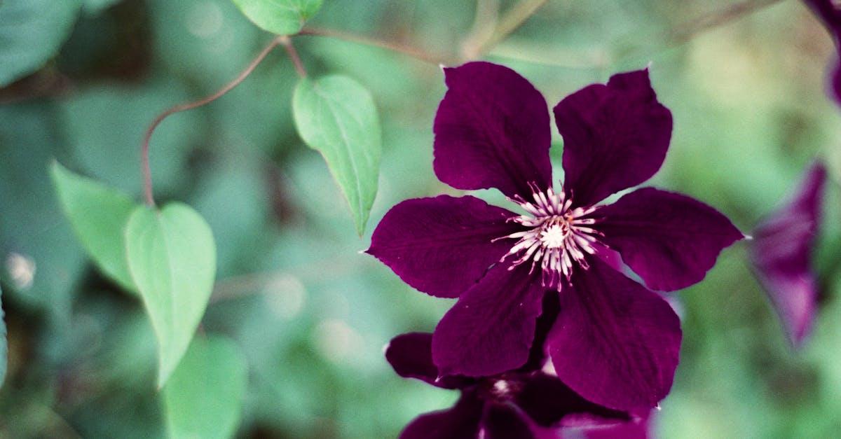 découvrez tout sur la clématite (clematis) : conseils de plantation, entretien, variétés et astuces pour profiter de ses belles fleurs grimpantes au jardin ou sur votre balcon.