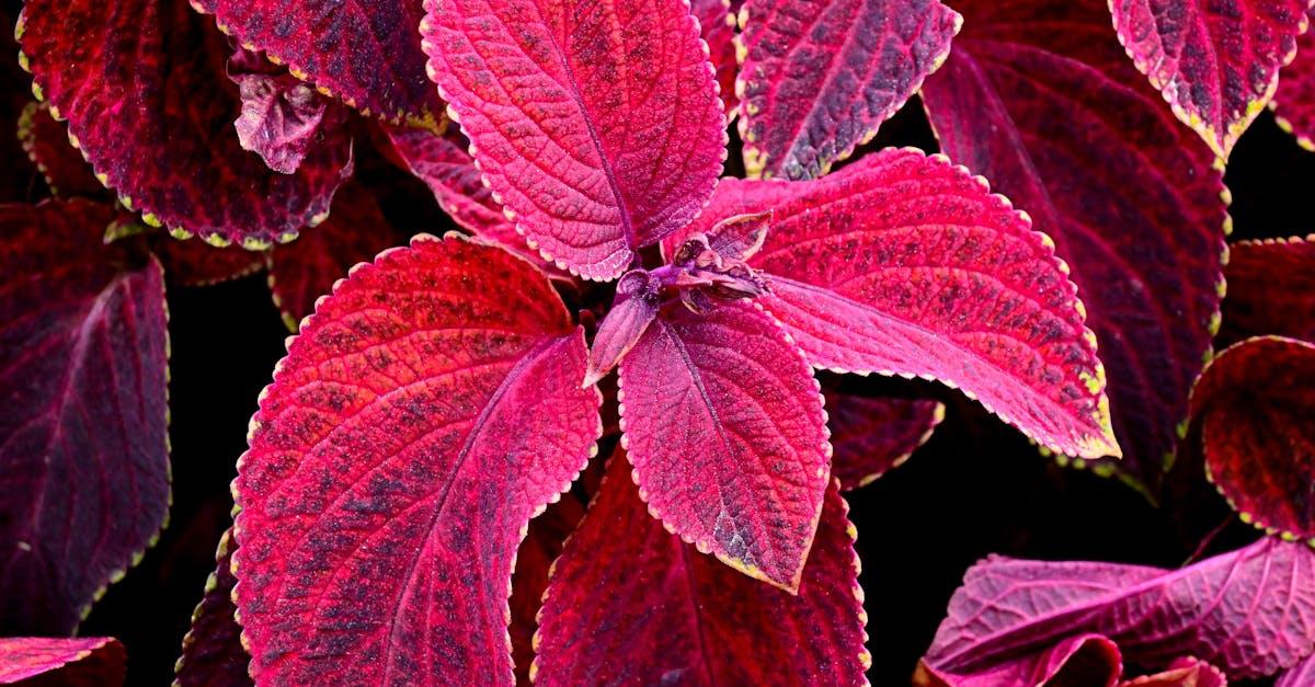 découvrez le coleus, une plante d’intérieur aux feuilles colorées et décoratives, facile à cultiver et idéale pour apporter une touche de couleur à votre maison ou votre jardin.