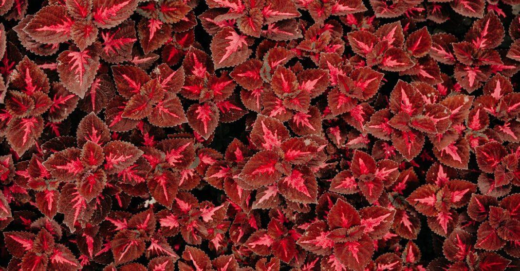 découvrez le coleus, une plante d’intérieur et d’extérieur facilement reconnaissable par ses feuilles colorées. conseils d’entretien, décoration, variétés populaires et astuces pour une croissance optimale dans votre jardin ou sur votre balcon.