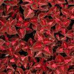 Le coleus, une plante au style incontesté ! découvrez le coleus, une plante d’intérieur et d’extérieur facilement reconnaissable par ses feuilles colorées. conseils d’entretien, décoration, variétés populaires et astuces pour une croissance optimale dans votre jardin ou sur votre balcon.