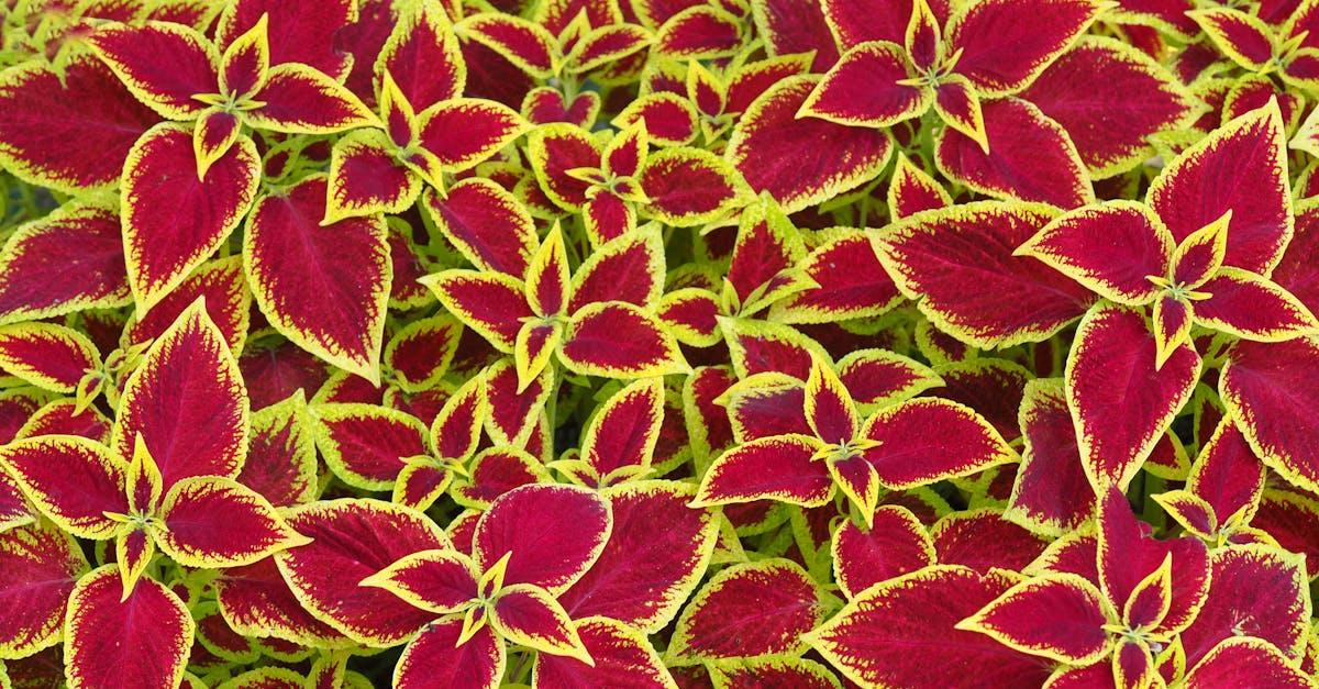découvrez le coleus, une plante d'intérieur spectaculaire réputée pour son feuillage coloré et lumineux. conseils d’entretien, variétés et astuces pour cultiver un coleus éclatant chez vous.