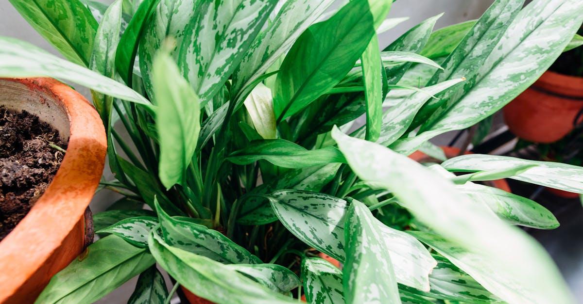 découvrez le jardinage en pot, une solution pratique et créative pour cultiver fleurs, légumes et herbes sur balcon, terrasse ou petit espace. astuces, conseils et inspiration pour réussir votre jardin en container.