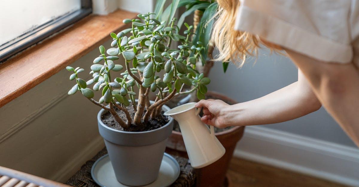 découvrez tout sur les crassulas : conseils d’entretien, astuces de culture et variétés populaires pour embellir votre intérieur avec ces plantes succulentes faciles à vivre.